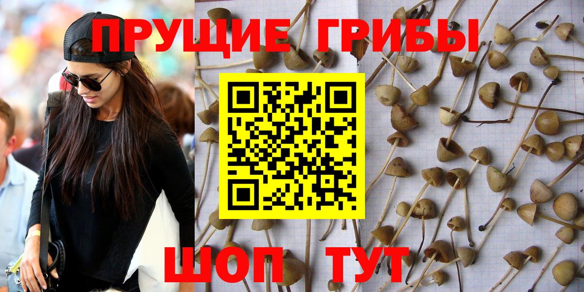 Новороссийск  где купить наркоту  Галлюциногенные грибы MAGIC MUSHROOMS  Вход с VPN  Галлюциногенные грибы GOLDEN TEACHER 